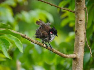 Drenched red Whiskered Bulbul bird perching on branch in rainy weather 