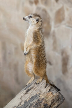 Meerkat standing in lookout position on a wooden log. Sideview photo of a cute suricate