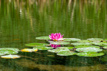 Obraz na płótnie Canvas pink water lilies