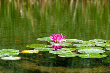 pink water lilies