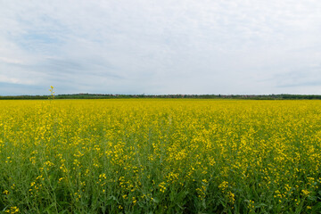field of rapeseed
