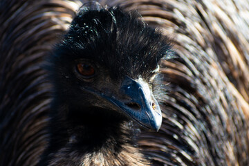 close up of an ostrich