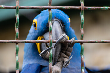 blue and yellow macaw ara © Daniel