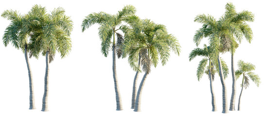 Obraz premium Wodyetia bifurcata 8k png