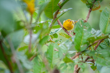 Yellow canary posing for a photo