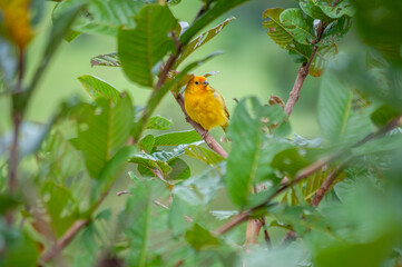 Yellow canary posing for a photo