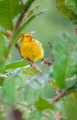 Yellow canary posing for a photo