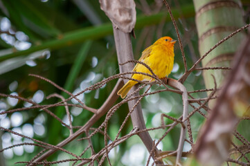 Yellow canary 
