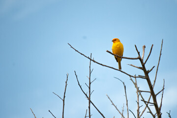 Yellow canary 