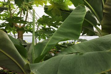 Beautiful banana tree with lush leaves growing in greenhouse, closeup