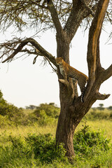 Female leopard ( Panthera Pardus) in a tree searching for prey, Olare Motorogi Conservancy, Kenya.