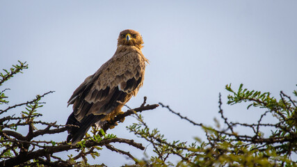 Tawny eagle (Aquila rapax), Olare Motorogi Conservancy, Kenya.