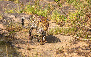 Female leopard ( Panthera Pardus) searching for prey, Olare Motorogi Conservancy, Kenya.