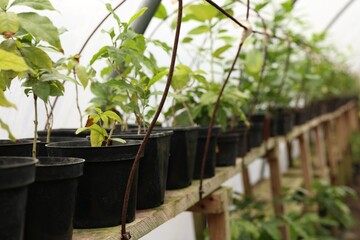 Many different beautiful potted plants in greenhouse, space for text