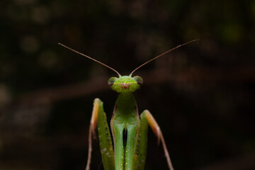 green praying mantis