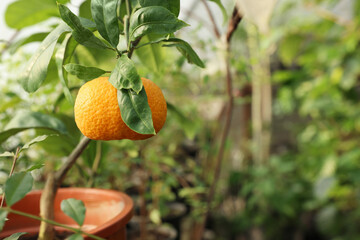 Potted tangerine tree with ripe fruit in greenhouse, closeup. Space for text