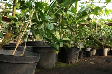 Many different potted plants in greenhouse, space for text