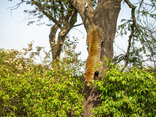 Female leopard ( Panthera Pardus) coming out of a tree, Olare Motorogi Conservancy, Kenya.