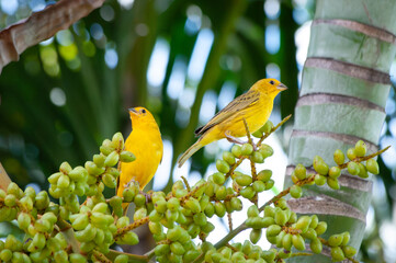 Yellow canary couple eating palm fruits