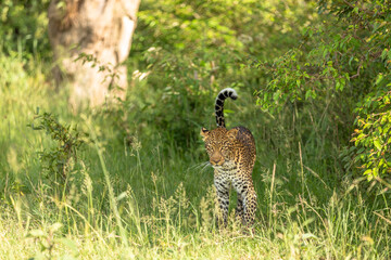 Female leopard ( Panthera Pardus) wondering around, Olare Motorogi Conservancy, Kenya.