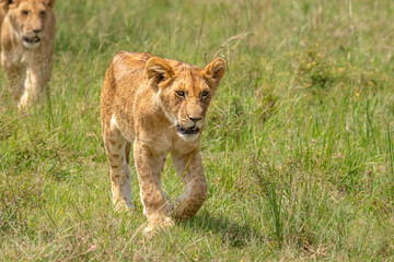 Lion cubs ( Panthera Leo Leo) walking and keeping up the pride, Olare Motorogi Conservancy, Kenya.