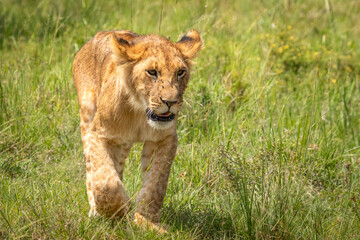 Lion cub ( Panthera Leo Leo) walking and keeping up the pride, Olare Motorogi Conservancy, Kenya.