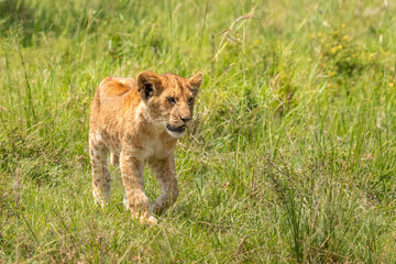 Lion cub ( Panthera Leo Leo) walking and keeping up the pride, Olare Motorogi Conservancy, Kenya.