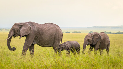 Naklejka na ściany i meble Herd of elephant ( Loxodonta Africana) walking by, Olare Motorogi Conservancy, Kenya.