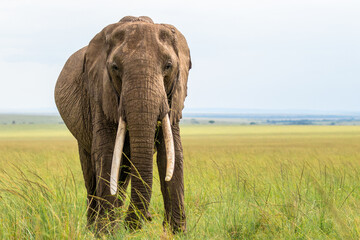 Elephant ( Loxodonta Africana) looking at the camera, Olare Motorogi Conservancy, Kenya. - obrazy, fototapety, plakaty