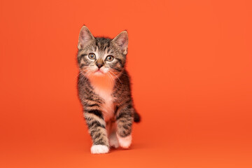 Obraz premium Tabby and white kitten on orange backdrop