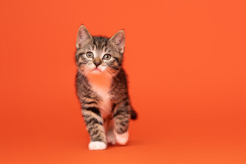 Tabby and white kitten on orange backdrop