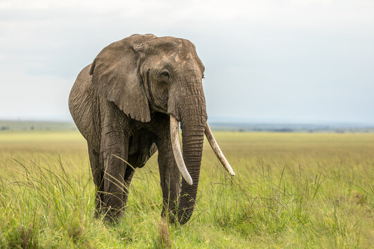 Elephant ( Loxodonta Africana) with big tusks, Olare Motorogi Conservancy, Kenya.