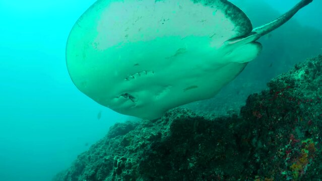 A study prepared for seals that are in danger of extinction. 4k video.
