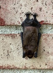 Indiana, brown bat hanging upside down outside on a brick wall - obrazy, fototapety, plakaty