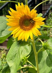 A sunflower in the backyard garden with a foraging bumblebee