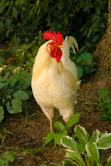 Rooster profile on the farm
