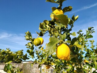 Fresh yellow ripe lemons on lemon tree branches in garden