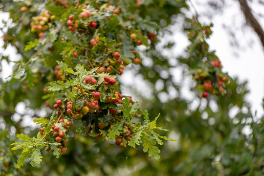 Galls on an oak leave, caused by gall-wasp. Oak apples are caused by chemicals injected by the larva of certain kinds of gall wasp in the family Cynipidae