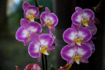 Fototapeta na wymiar Doritaenopsis. Phalaenopsis. Purple orchid on black background