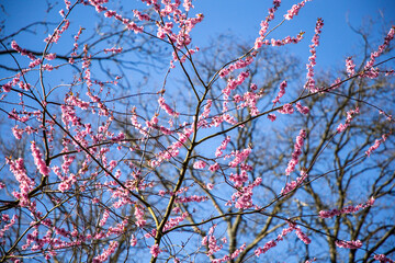 Sakura. Spring cherry blossom. Pink cherry blossoms. Floral background. Booming tree and blue sky background