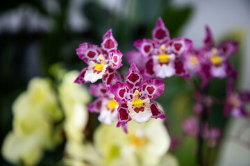 Oncidium. Wilsonara Mivadeal Provence