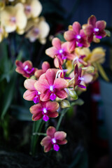 Phalaenopsis. Pink and purple orchid