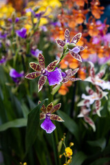 Zygopetalum Orchid. Fragrant flowers. Popular orchid flowers. Purple orchid flower