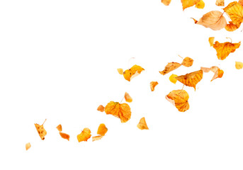 isolated autumn leaves blowing in the wind png overly on white background