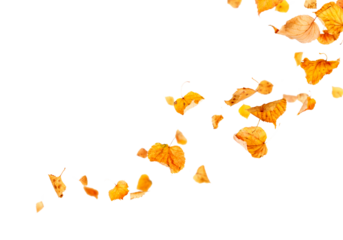 isolated autumn leaves blowing in the wind png overly on white background