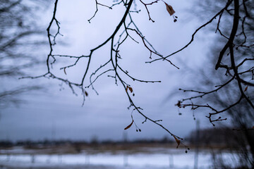 Detail of a linden tree branch in winder, focus on linden seeds