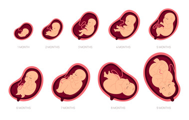 Pregnancy stages. Fetal foetus development process, human embryo growth for nine months, medical education and health, reproduction gynecology poster, cartoon isolated garish vector set - obrazy, fototapety, plakaty