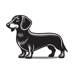 Dachshund dog. Vintage black engraving illustration. Icon, logo, emblem. Isolated object