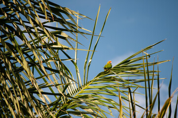 Green and red parrots