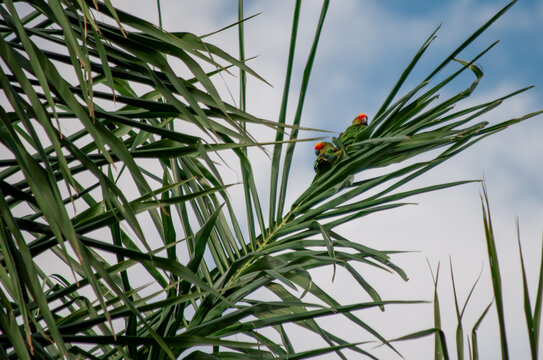 Green and red parrots